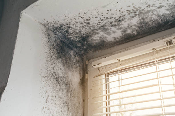 Affordable Hvac And Air Duct Mold Remediation solutions in Hockinson, WA